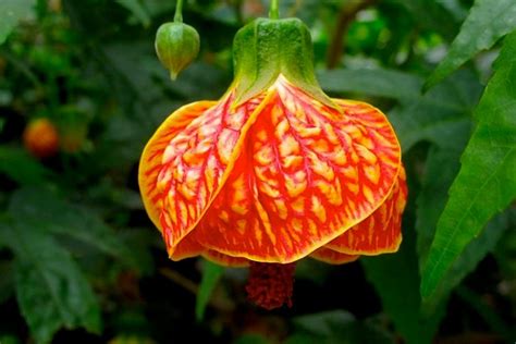 Everything You Need To Know About The Chinese Lantern Plant