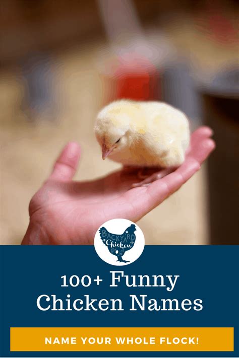 100 Funny Chicken Names Backyard Chicken Project