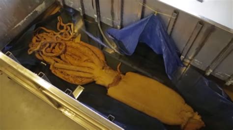 How To Ship A Giant Squid Across The World Mental Floss