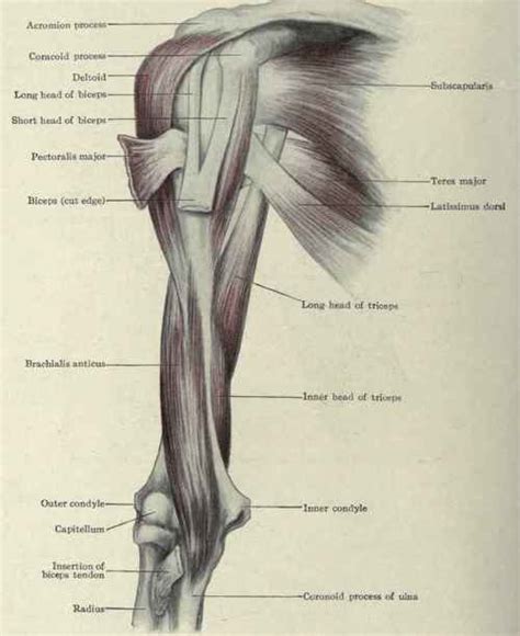 Muscles Of The Arm Anterior Images And Pictures Becuo