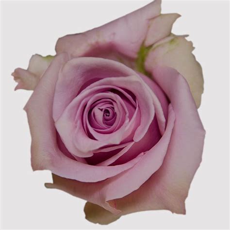 Nautica 39 Eden Roses 2016 Rose Flowers Petals
