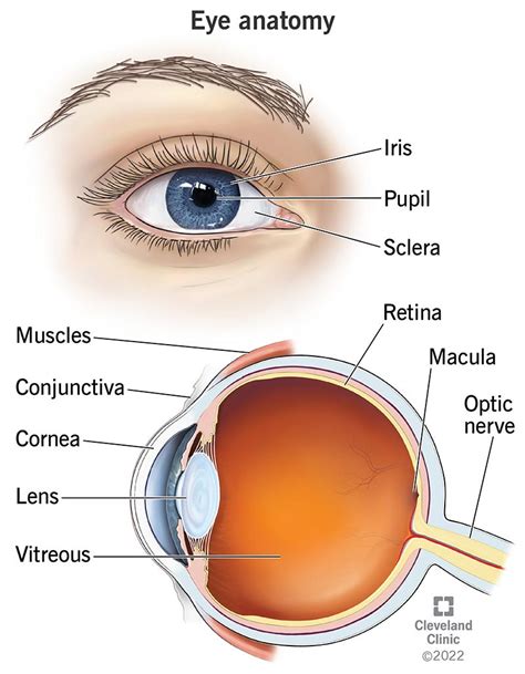 Lens Function Eye