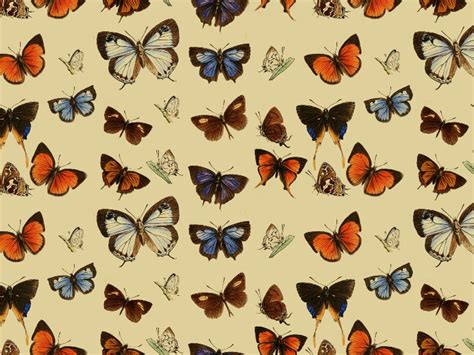 Beautiful Butterfly Wallpaper Examples To Put On Your