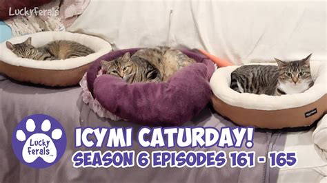 Icymi Caturday Lucky Ferals S6 Episodes 161 165 Cat Videos