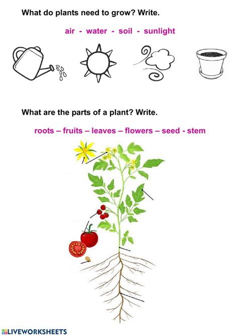 Living Things And Plants Worksheet