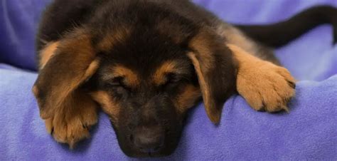 Why Does My German Shepherd Puppy Have Diarrhea What To Do And When To