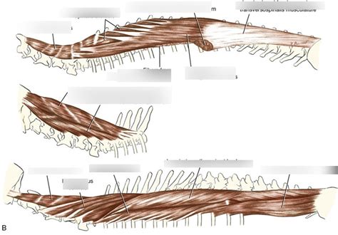 Topography Of Epaxial Muscles Diagram Quizlet