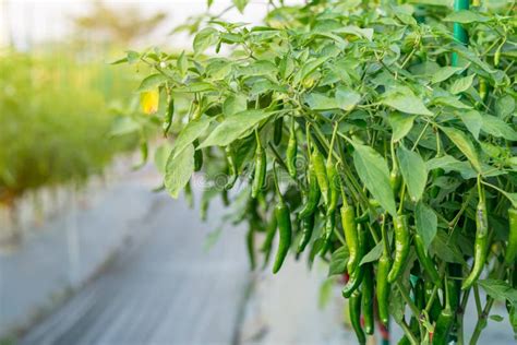 Green Chili Pepper Plant On Field Agriculture In Garden Stock Photo
