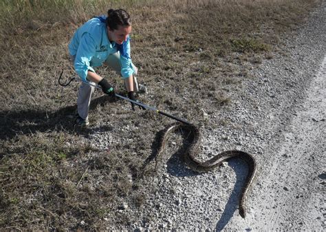 20000 Invasive Burmese Pythons Removed From Everglades By 11000