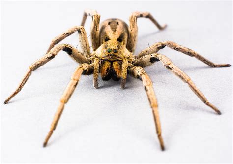 Spider Arachnid Insect Close Free Photo On Pixabay Pixabay