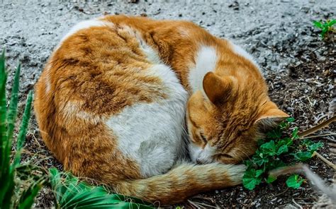 Feral Cat Vs Stray Cat 5 Key Differences You Need To Know