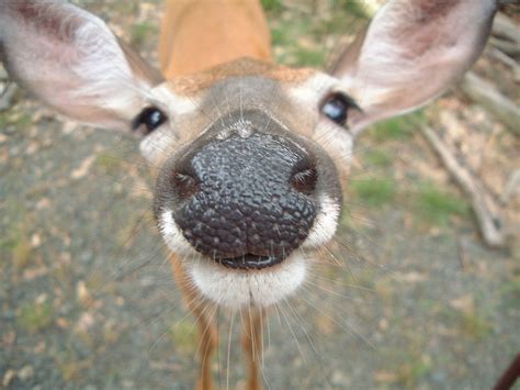 Zoo Animals Cute Deer Photos