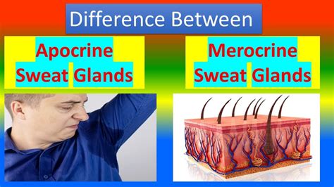 Difference Between Apocrine Sweat Glands And Merocrine Sweat Glands