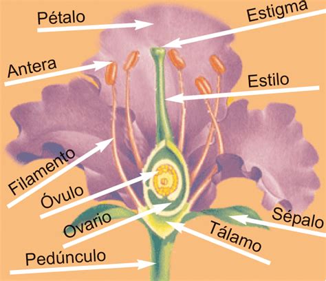 Ciencias Naturales Partes De Una Flor