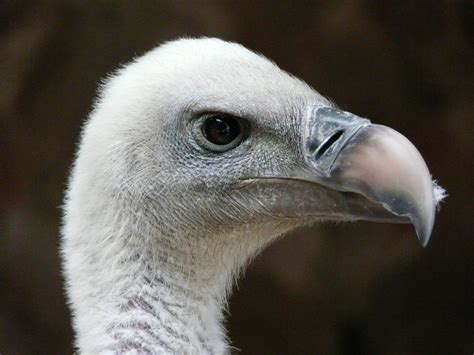 Fotos Gratis Naturaleza Pájaro Ala Animal Fauna Silvestre Pico