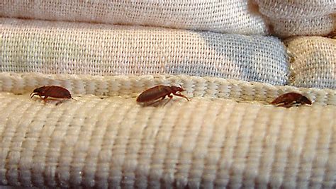 Bed Bugs Developing Thicker Skin To Beat Insecticides