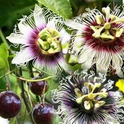 Passiflora Panama Red Passion Vine Produces Large Fruit With Lots Of