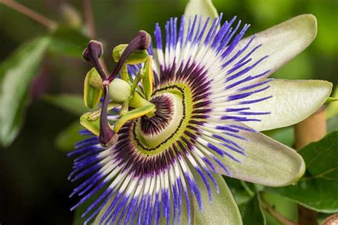 Growing Guide For The Bluecrown Passion Flower