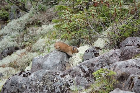 Japanese Pika On The Rock Stock Photo Download Image Now Animal