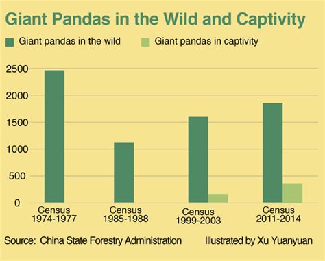 Giant Pandas Are Still Endangered Researchers Say Caixin Global