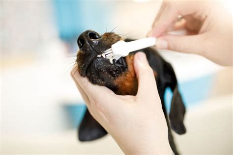 Tips From The Pros Pet Tooth Brushing 101 Town And Country Animal Hospital