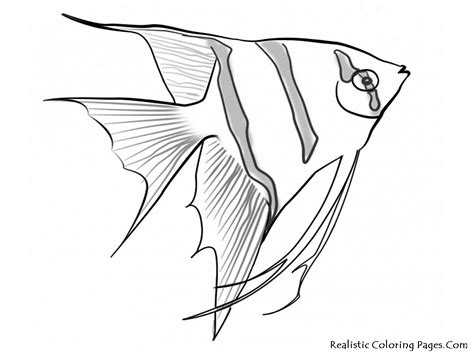 Maybe you would like to learn more about one of these? Ocean Fish Drawing at GetDrawings | Free download