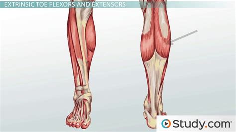 Leg Muscles Overview Anatomy And Functions Lesson