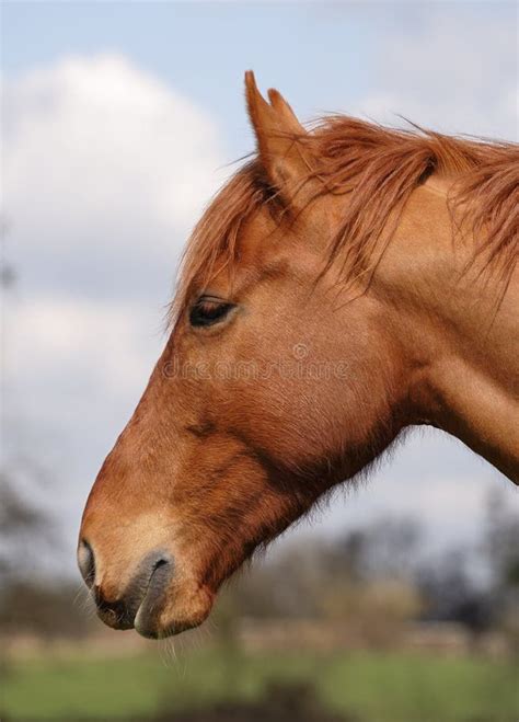 Horse Head In Profile Stock Photo Image Of Skin Veterinary 670398