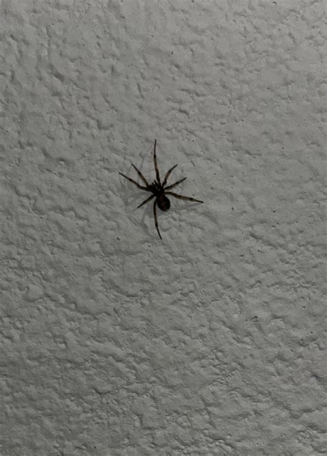 This Little Guy Is Crawling Up My Walls In Central Texas He Makes Me