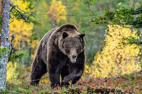 Brown Bear In The Autumn Forest Stock Image Image Of Grizzly