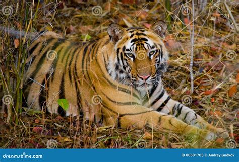 Wild Tiger Lying On The Grass India Bandhavgarh National Park Madhya