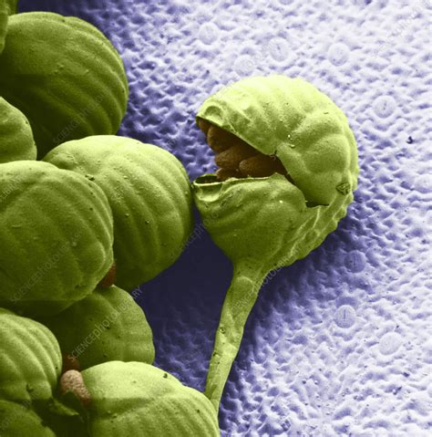 Fern Spores (SEM) - Stock Image - C009/3970 - Science Photo Library