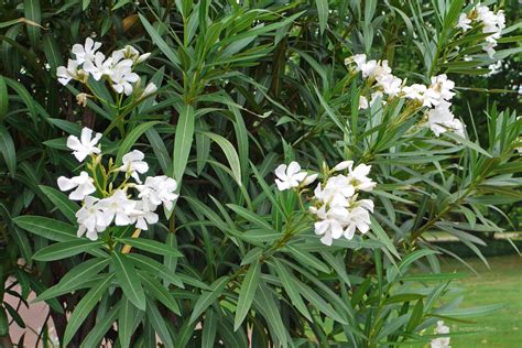 Oleanders (nerium oleander) are distinctive and beautiful, large, flowering shrubs that thrive with little care. Oleander (Nerium oleander) | Tiermedizinportal