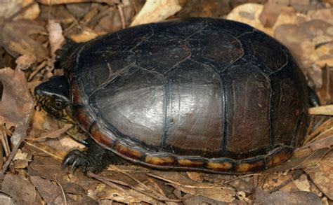 Eastern Mud Turtle The Domed Shell Is Distinctive For This Flickr