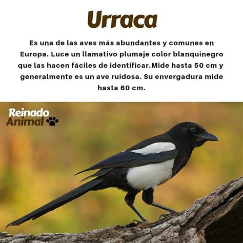 Caracteristicas De Las Aves Ripo
