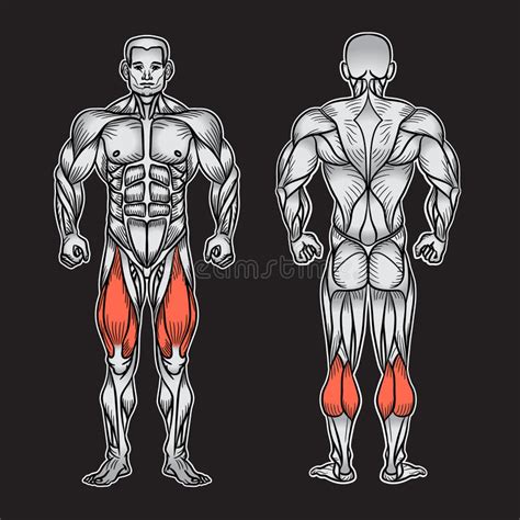 Skeletal muscular system and movement. Anatomy Of Male Muscular System, Exercise And Muscle Guide. Stock Vector - Image: 75458848