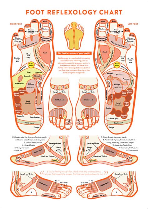 Foot Acupressure And Reflexology Chart Printable Instant Etsy