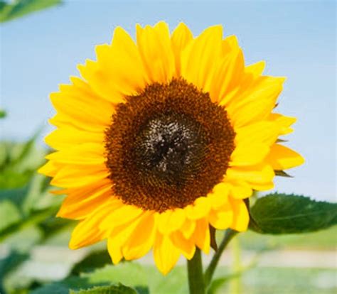 Procut Orange Excel Sunflower Seeds 15 Seeds New2020 Etsy
