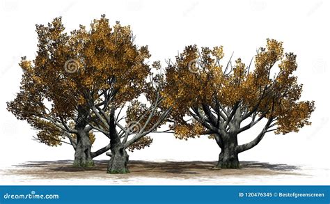 Several White Oak Trees In Autumn On A Sand Erea Stock Illustration