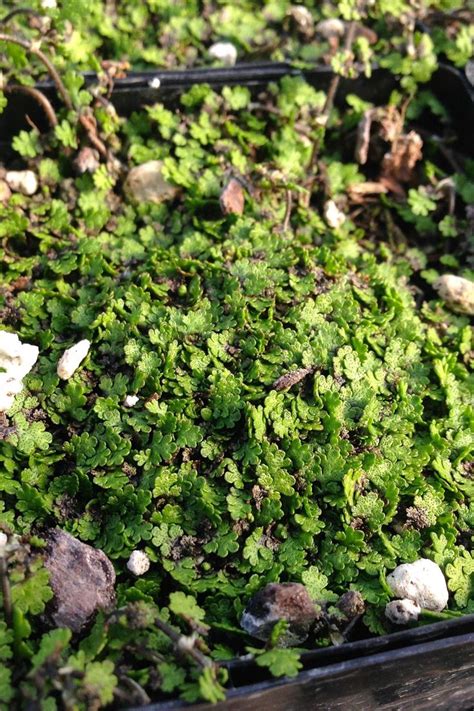 Cover Those Backyard Bald Spots With These Ground Cover Plants Ground