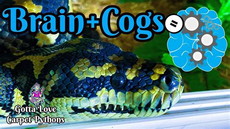 Cognitive Brain And Behaviors In Snakes Impossible You Say Youtube