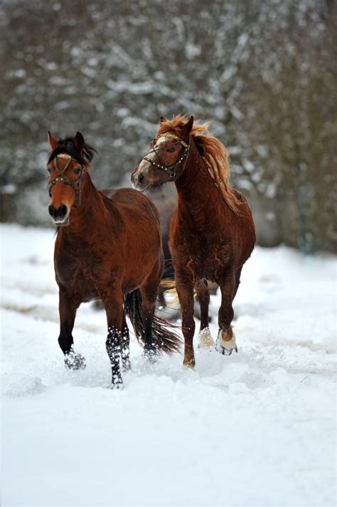 5 Tips: Winterize Your Barn to Keep Horses Healthy During Cold Weather ...