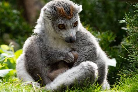 Crowned Lemur Twins Born At Bristol Zoo Uk Stock Photo Image Of