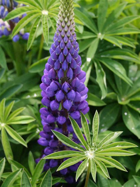Lupine Russell Strain