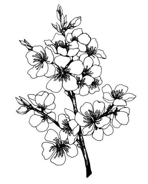 Blossom clipart black and white. Royalty Free Cherry Blossom Outline Pictures Clip Art, Vector Images & Illustrations - iStock