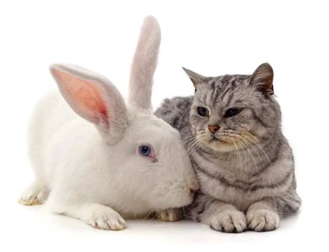 Cats And Rabbits And More Cat Meme Stock Pictures And Photos