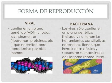Cuadros Comparativos Entre Bacterias Y Virus Diferencias Y Semejanzas Cuadro Comparativo