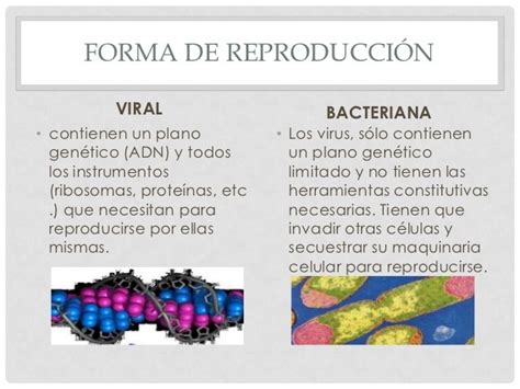 Cuadros Comparativos Entre Bacterias Y Virus Diferencias Y Semejanzas