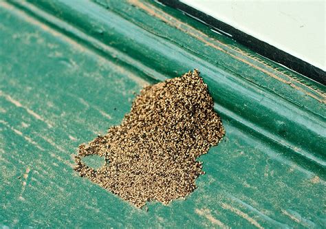 How To Identify Termite Droppings Chem Free