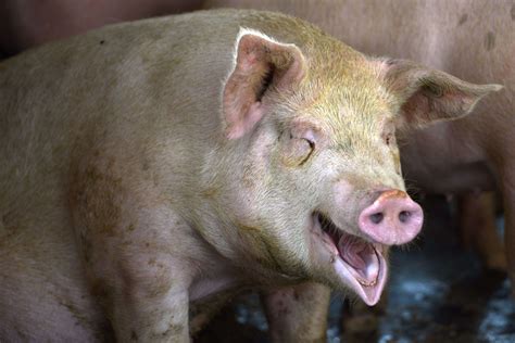 Pig Eating Human Video Estamosaguantados